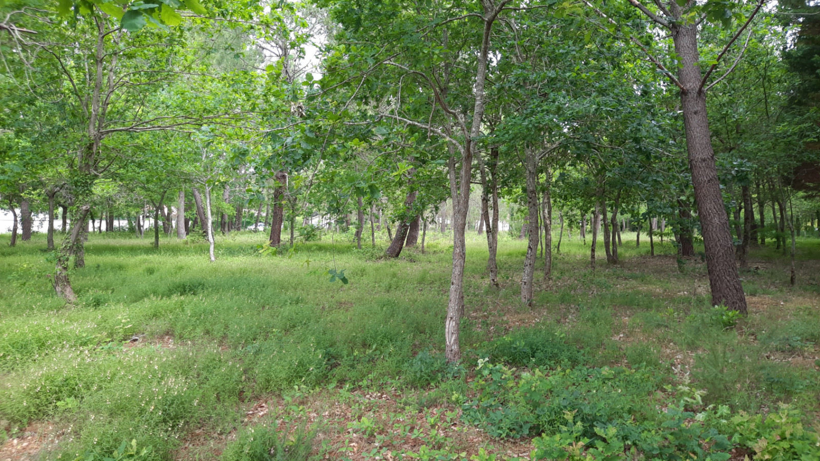 Terrain constructible de 829m2 à Saint-Germain-du-Puch