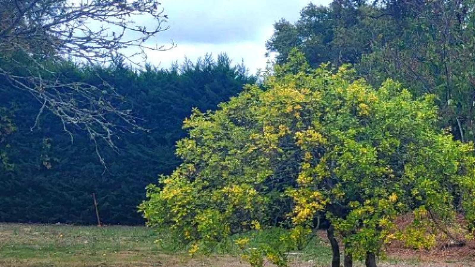 Terrain constructible de 430m2 à Libourne