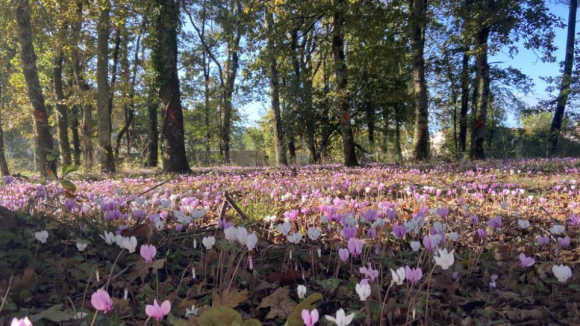 Terrain diffus St Médard.png