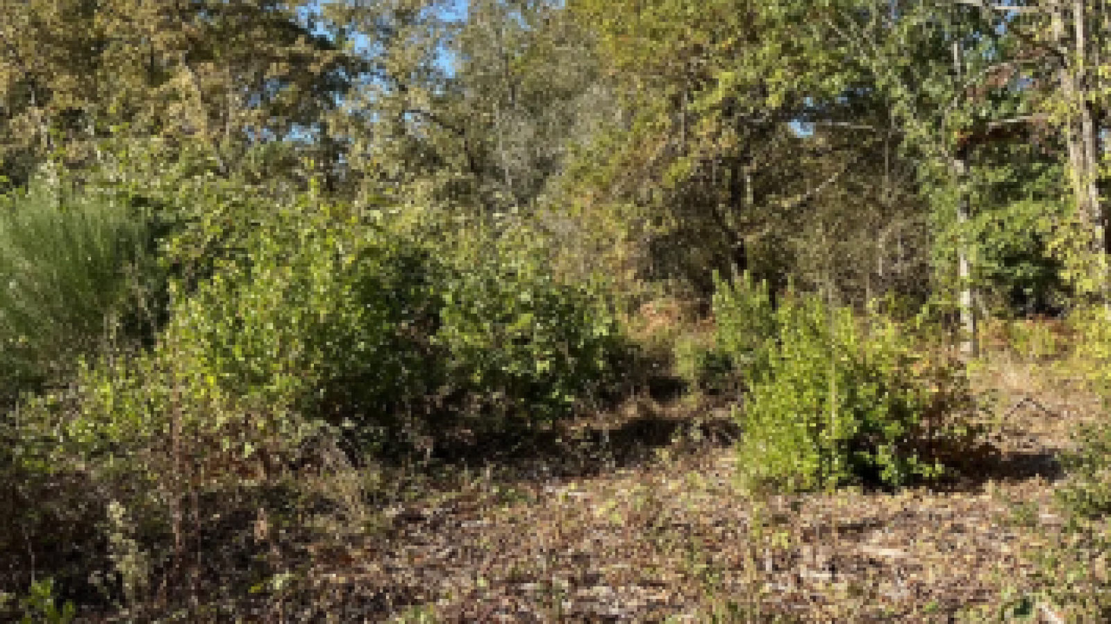 Terrain constructible de 825m2 à La Brède