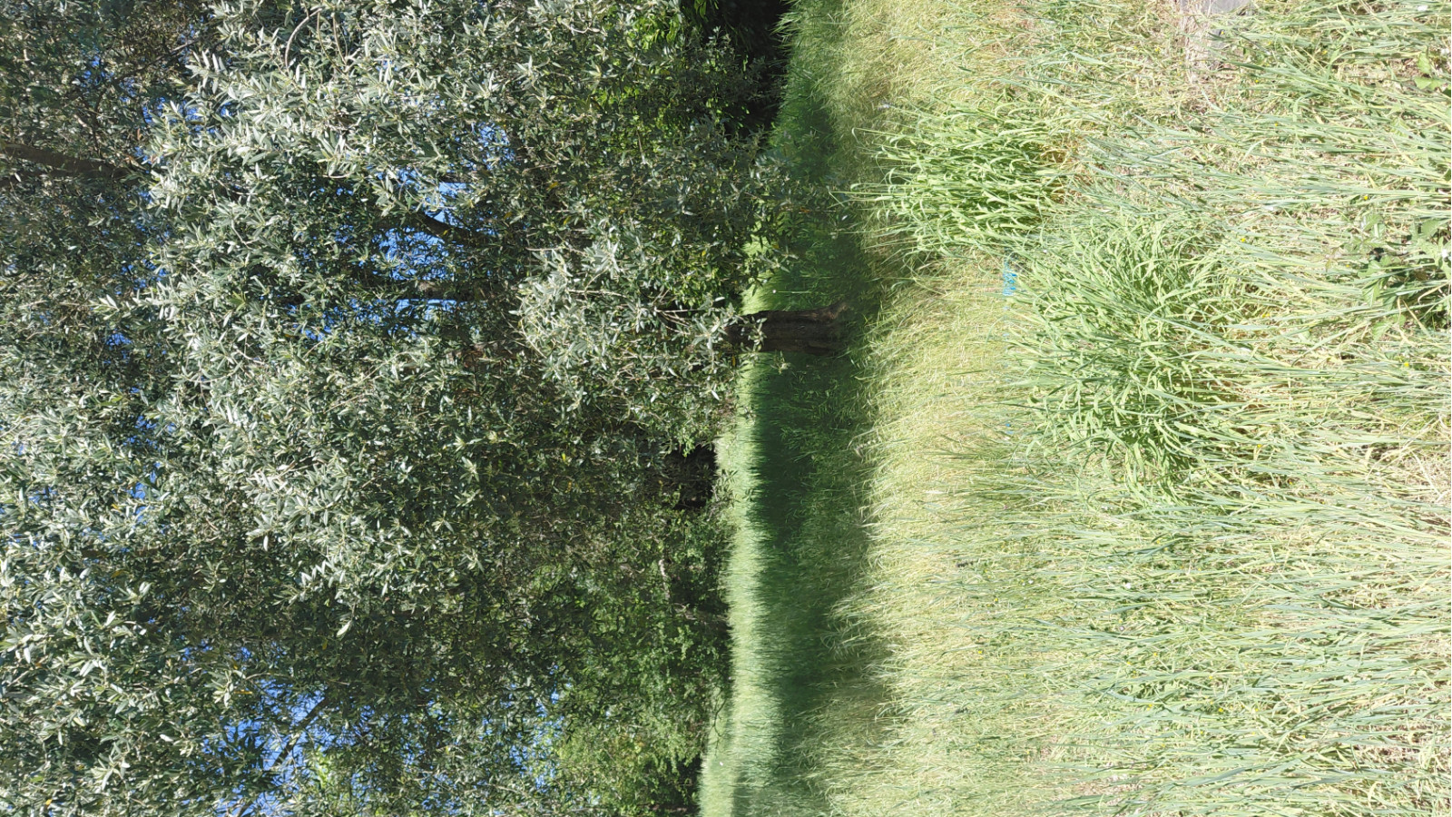 Terrain constructible de 645m2 à Cartelègue