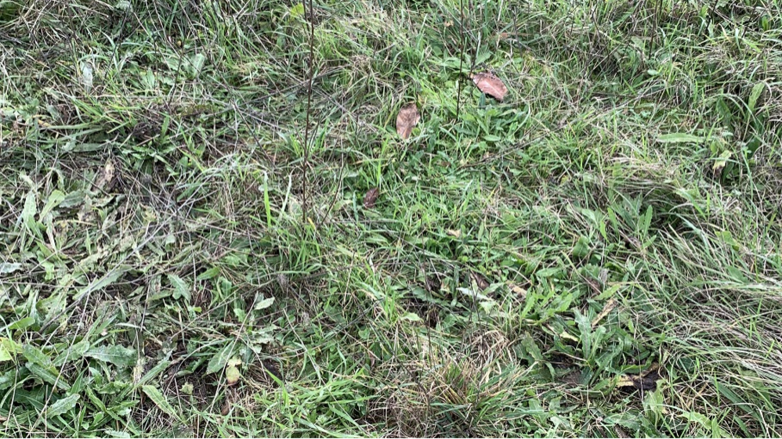 Terrain constructible de 401m2 à Avensan