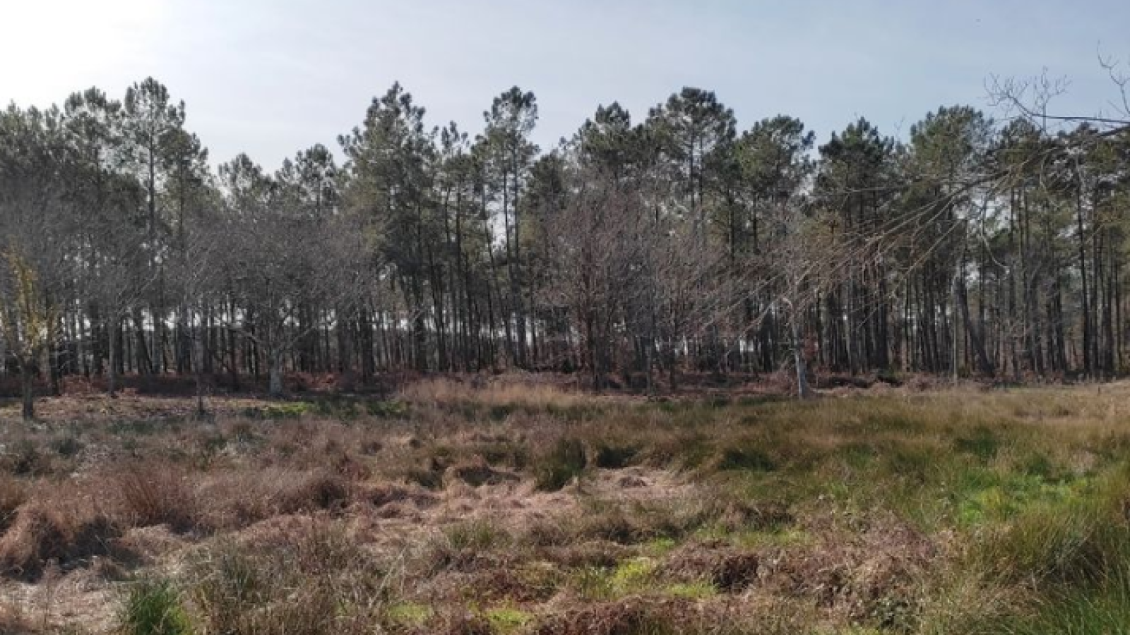 Terrain constructible de 1392m2 à Lit-et-Mixe