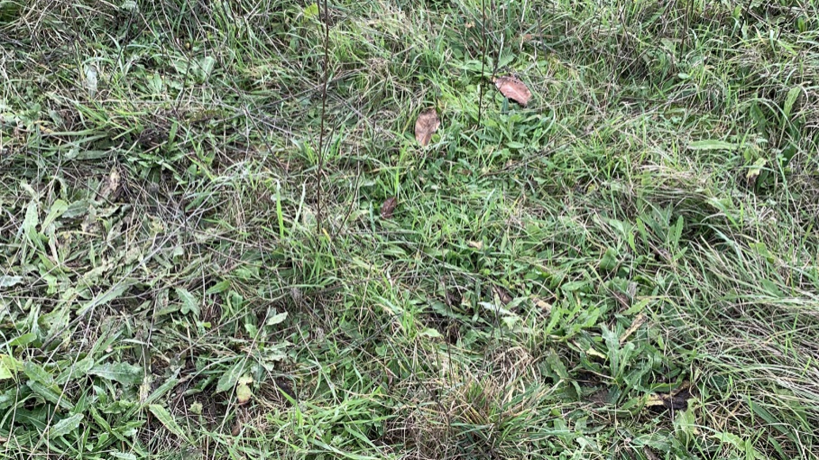 Terrain constructible de 401m2 à Avensan